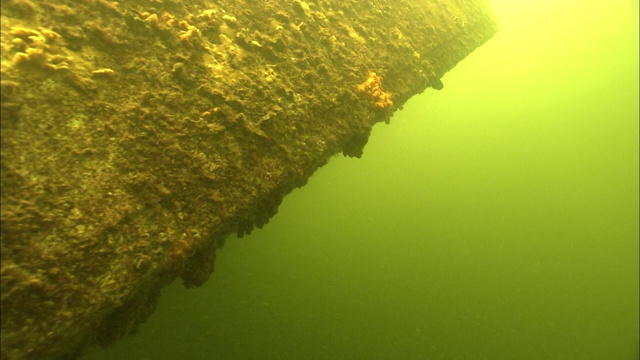 藻类沿着水下房间的两侧生长。视频下载