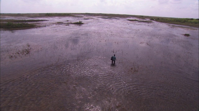从空中拍摄的画面显示，一名男子蹲在佛罗里达大沼泽地的湿地上。视频素材