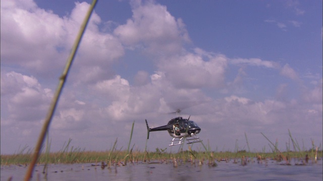 一架直升飞机在大沼泽地上空盘旋。视频素材