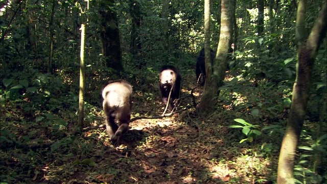 一群黑猩猩穿过丛林。视频下载