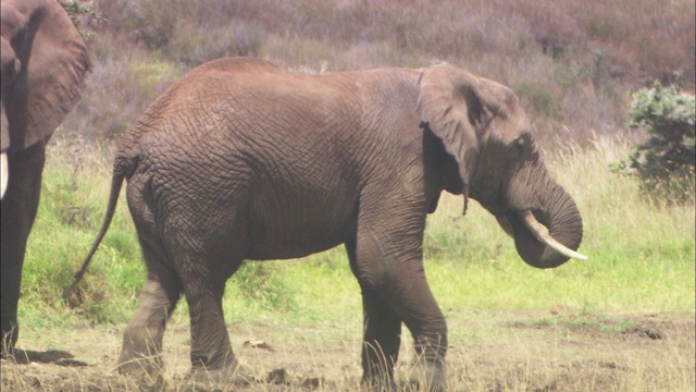 两只非洲象在草原上接近对方。视频下载