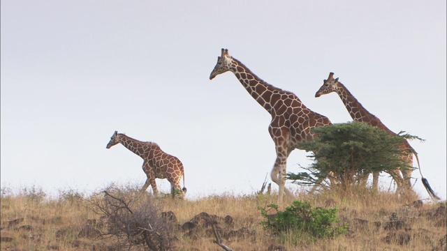 一对长颈鹿带着它们的幼崽在大草原上散步。视频下载