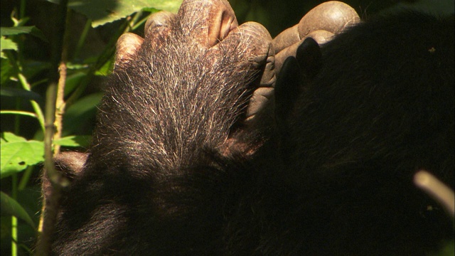 一只黑猩猩为另一只黑猩猩梳理头部。视频下载