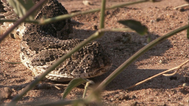 一条鼓腹毒蛇滑过沙漠地带。视频素材