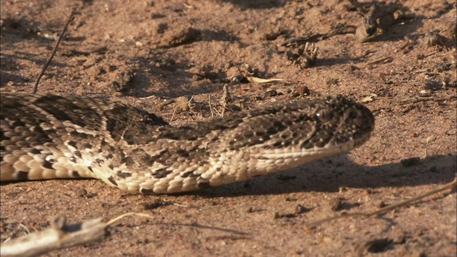 一条鼓腹毒蛇滑过沙漠地带。视频下载