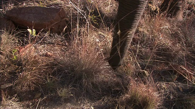 非洲象用鼻子寻找食物。视频素材