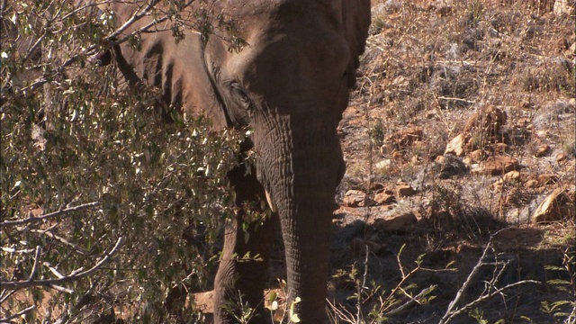 一只非洲象站在灌木丛附近。视频素材
