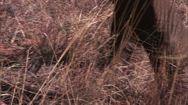 非洲象用象鼻吃草。视频素材