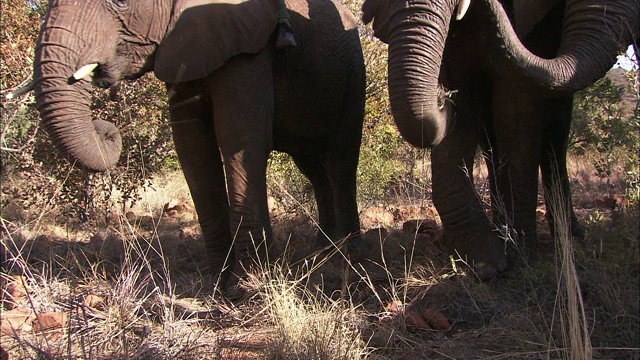 非洲象用象鼻在田野里觅食。视频素材