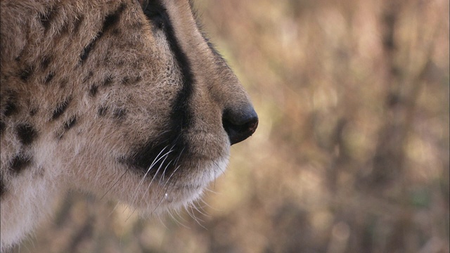 一只猎豹躺在草地上环顾四周，然后站起来走开了。视频下载