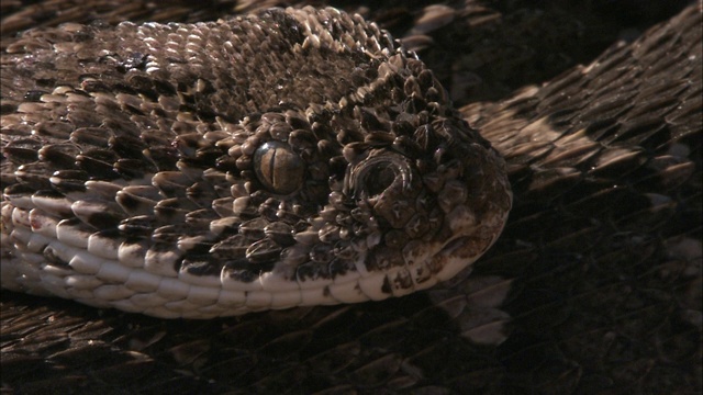 一条膨体蝰蛇把头靠在盘绕着的身体上，眼睛直视前方。视频素材