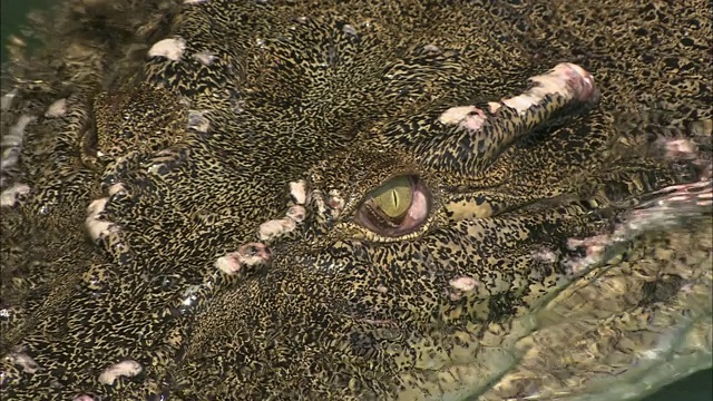 鳄鱼游泳时眼睛露出水面。视频素材