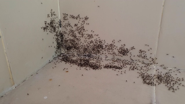 黑蚂蚁从墙壁的裂缝里爬出来视频素材
