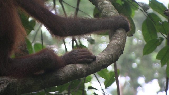 一只猩猩坐在树枝上。视频下载