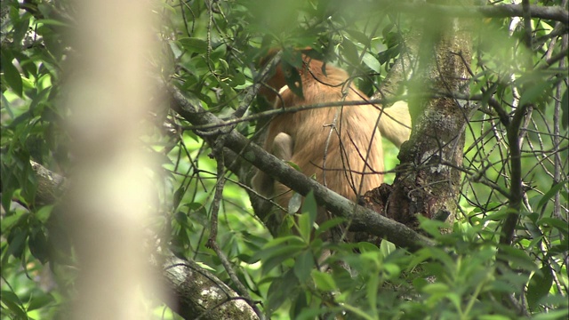 一只长鼻猴爬过树枝。视频下载