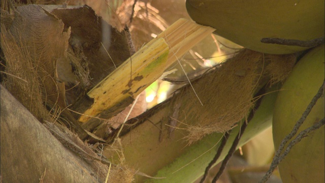 大镰刀割下粗茎收割椰子。视频下载