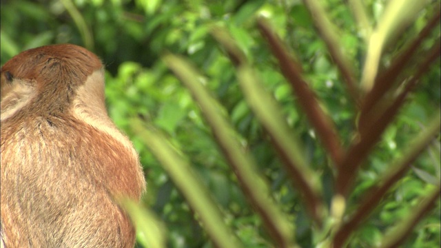 长鼻猴的叫声和喋喋不休。视频下载
