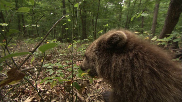 一只小棕熊在灌木丛里玩耍。视频下载