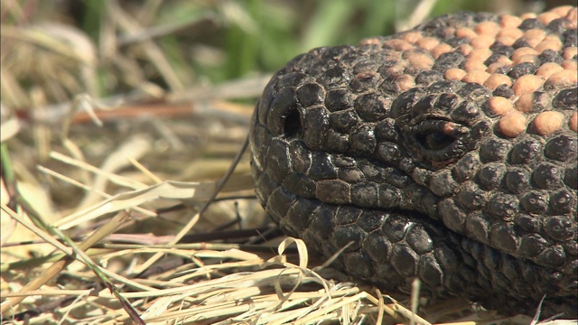 毒蜥用舌头感知周围的干草。视频素材