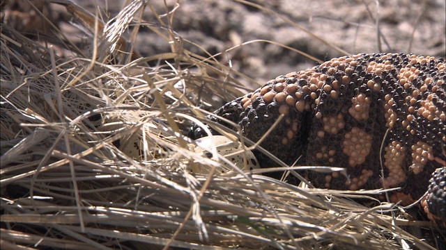 一只吉拉怪在巢里吃蛋。视频素材
