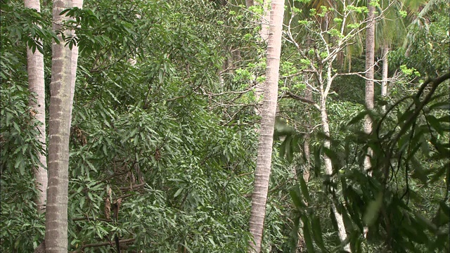 一只卷尾猴跳到树枝上。视频素材