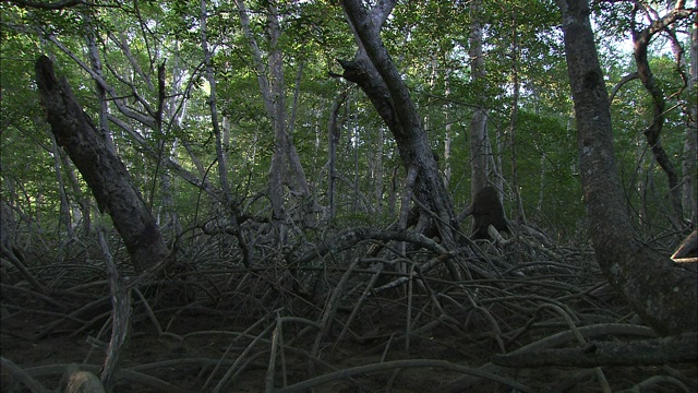 一只卷尾猴坐在纠结的树枝上。视频素材