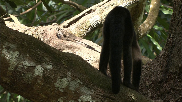 一只卷尾猴坐在树枝上四处张望。视频素材
