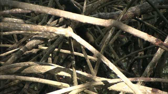 在一片茂密的沼泽中，一只卷尾猴正沿着枯死的树枝顶部爬行。视频下载