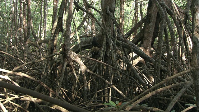 卷尾猴在缠绕的树枝间蹦蹦跳跳。视频素材