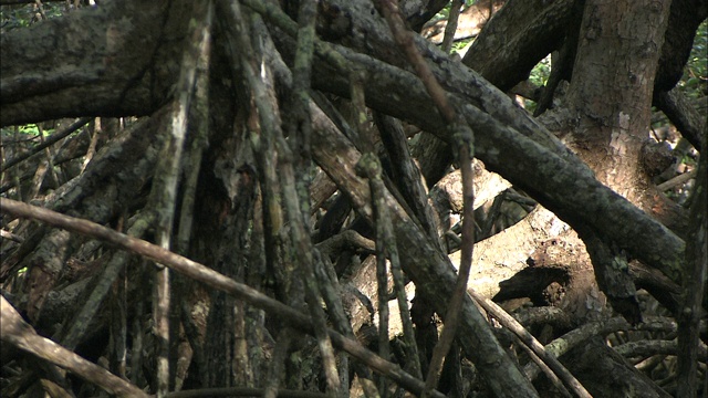 卷尾猴在乱糟糟的树枝后面蹦蹦跳跳。视频素材
