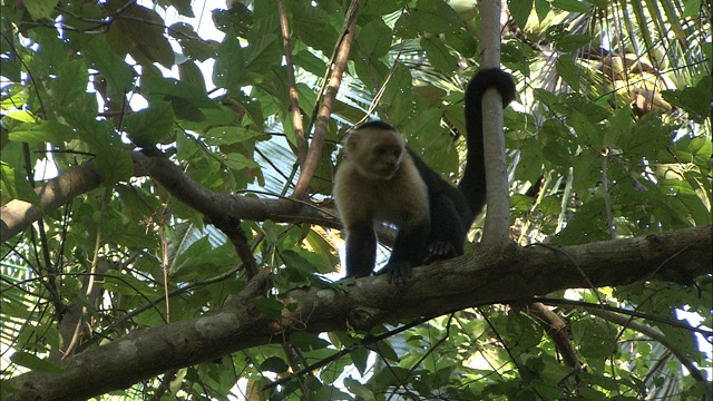 一只卷尾猴在树枝上跳。视频素材