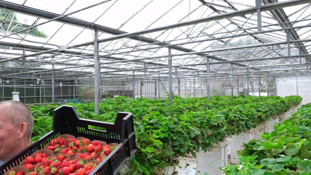 在有机温室里搬运草莓的农民。健康的生活方式。视频素材