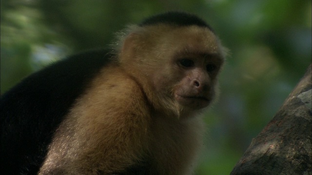 一只卷尾猴栖息在树枝上，然后走开了。视频素材