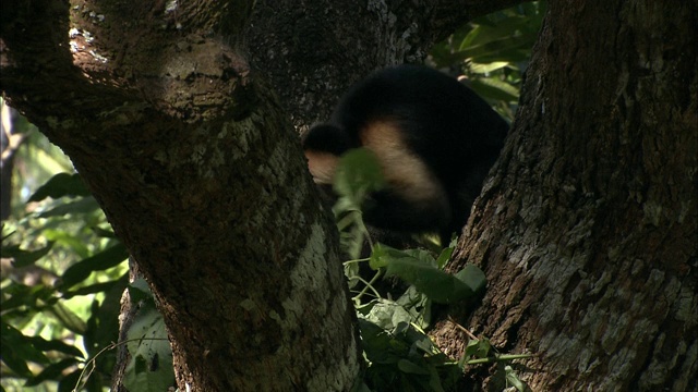 一只卷尾猴在树叶上觅食时环顾四周。视频素材