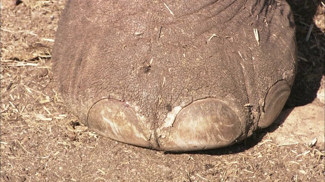 非洲象用鼻子寻找草。视频下载