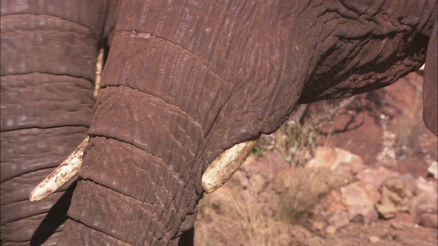两只非洲象并排站在一起，用鼻子顶着。视频素材