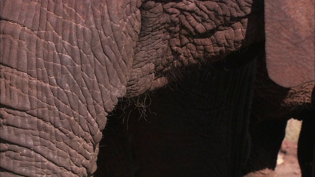 非洲象用鼻子吃东西。视频素材