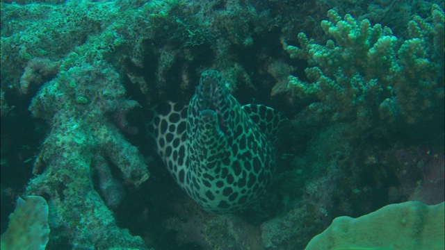 一条带花边的海鳗藏在珊瑚礁里。视频下载