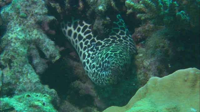 当其他鱼游过时，一条带花边的海鳗藏在珊瑚礁里。视频下载
