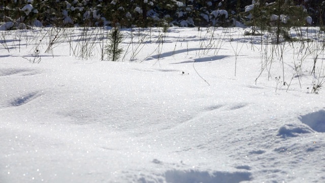 黑白色的可卡犬在雪地里奔跑视频下载