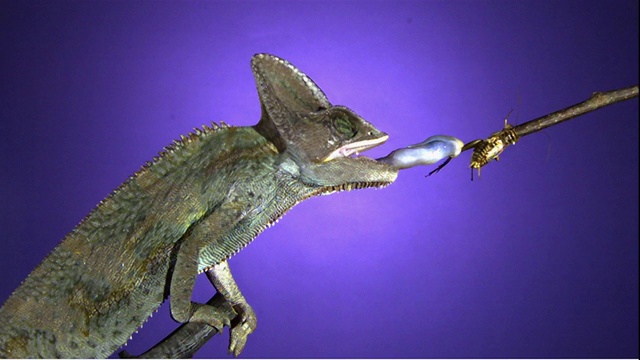 蜥蜴用舌头捉昆虫。视频素材