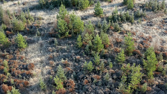 高角度的偏远地区农村邓弗里斯和加洛韦与松树林和霜冻在地上视频素材