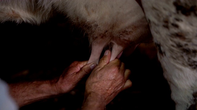 农夫用手挤牛奶。牛奶流进桶里。奶牛的后视图。在院子里挤奶视频素材