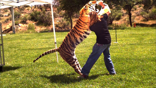 驯兽师把老虎哄出笼子。视频下载