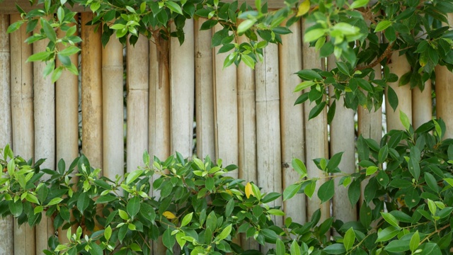 竹篱周围植被茂盛。在泰国，耐用的竹栅栏和明亮的绿色灌木丛。自然背景。多汁的异国情调的热带树叶纹理背景与copyspace。视频下载