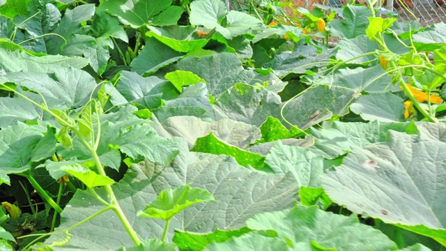 种植南瓜或南瓜的种植园视频素材