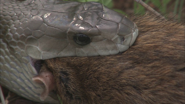 一条曼巴蛇在慢慢吞下一只老鼠的时候把它吞了下去。视频素材
