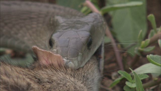 一条曼巴在地上拖着一只老鼠，然后慢慢地把它吞下去。视频素材