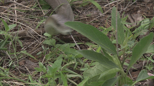 一条曼巴在草地上滑行，在接近一只老鼠时轻弹舌头。视频素材