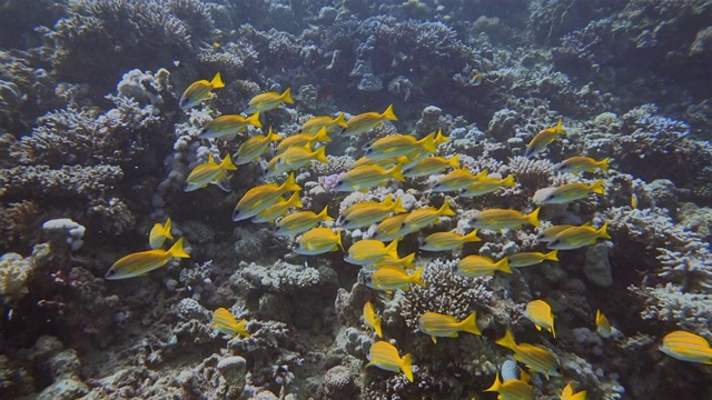 与一群黄色鲷鱼在红海珊瑚礁上潜水-马萨阿拉姆/埃及视频素材